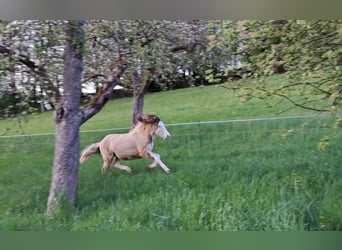 Pony Islandese, Giumenta, 1 Anno, 145 cm, Pezzato