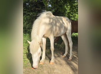 Pony Islandese, Giumenta, 1 Anno