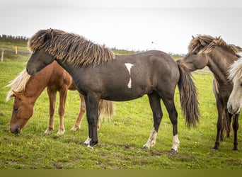 Pony Islandese, Giumenta, 1 Anno, Pezzato