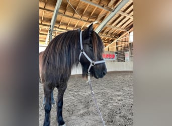 Pony Islandese, Giumenta, 20 Anni, 138 cm, Morello