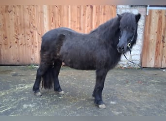 Pony Islandese, Giumenta, 21 Anni, 135 cm, Morello