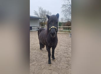 Pony Islandese, Giumenta, 21 Anni, 135 cm, Morello