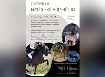 Pony Islandese, Giumenta, 21 Anni, 141 cm, Morello
