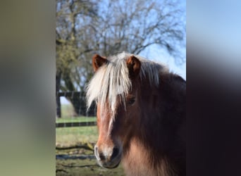 Pony Islandese Mix, Giumenta, 22 Anni, 123 cm, Sauro