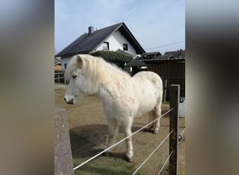 Pony Islandese, Giumenta, 22 Anni, 138 cm, Grigio