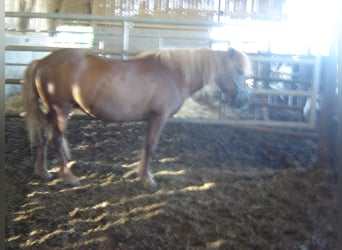 Pony Islandese, Giumenta, 22 Anni, 140 cm, Sauro scuro