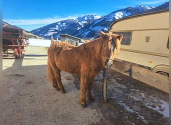 Pony Islandese, Giumenta, 23 Anni