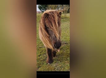 Pony Islandese, Giumenta, 25 Anni, 138 cm