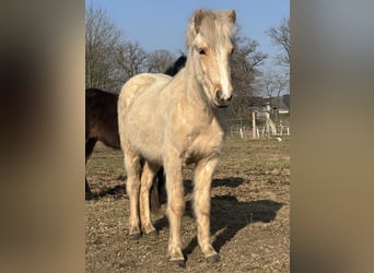 Pony Islandese, Giumenta, 2 Anni, 132 cm, Cremello