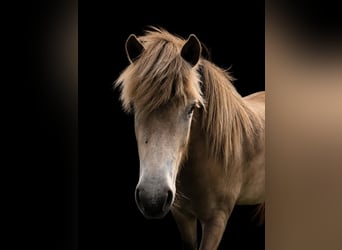 Pony Islandese, Giumenta, 2 Anni, 138 cm