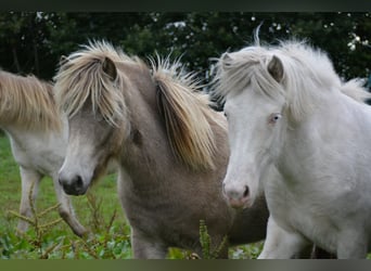 Pony Islandese, Giumenta, 2 Anni, 138 cm