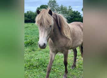 Pony Islandese, Giumenta, 2 Anni, 138 cm