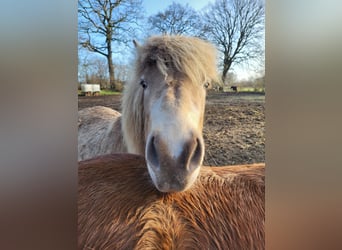 Pony Islandese, Giumenta, 2 Anni, 138 cm