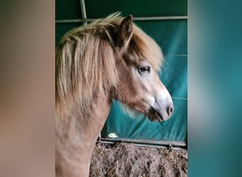 Pony Islandese, Giumenta, 2 Anni, 138 cm