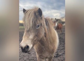 Pony Islandese, Giumenta, 2 Anni, 138 cm