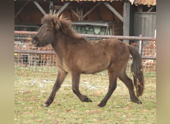 Pony Islandese, Giumenta, 2 Anni, 140 cm, Morello
