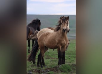 Pony Islandese, Giumenta, 2 Anni, 140 cm, Pelle di daino