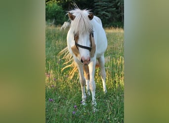 Pony Islandese, Giumenta, 2 Anni, 140 cm, Pezzato