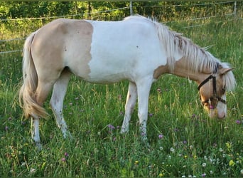 Pony Islandese, Giumenta, 2 Anni, 140 cm, Pezzato
