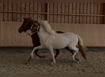 Pony Islandese, Giumenta, 2 Anni, 143 cm, Tobiano-tutti i colori