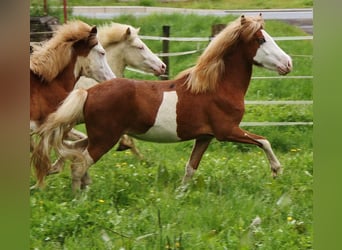 Pony Islandese, Giumenta, 2 Anni, Bianco