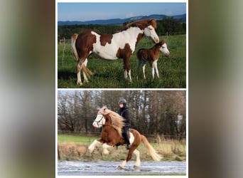 Pony Islandese, Giumenta, 2 Anni, Pezzato