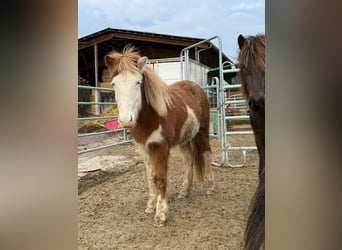 Pony Islandese, Giumenta, 2 Anni, Pezzato