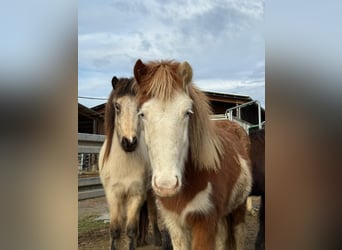 Pony Islandese, Giumenta, 2 Anni, Pezzato