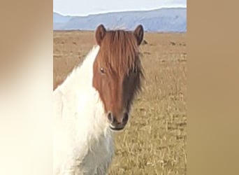 Pony Islandese, Giumenta, 2 Anni, Pezzato