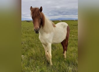 Pony Islandese, Giumenta, 2 Anni, Pezzato