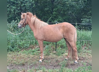 Pony Islandese, Giumenta, 2 Anni, Sauro
