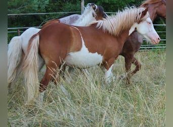 Pony Islandese, Giumenta, 3 Anni, 136 cm, Bianco