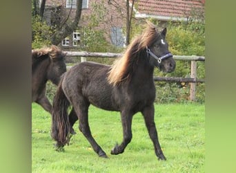 Pony Islandese, Giumenta, 3 Anni, 136 cm, Morello