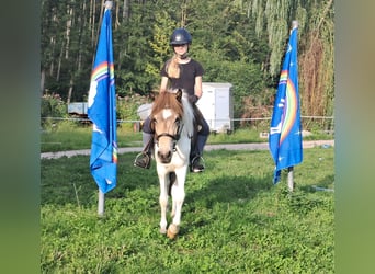 Pony Islandese, Giumenta, 3 Anni, 137 cm, Pezzato