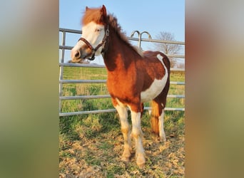 Pony Islandese, Giumenta, 3 Anni, 138 cm, Sauro