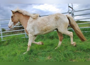 Pony Islandese, Giumenta, 3 Anni, 139 cm, Pezzato