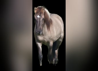 Pony Islandese, Giumenta, 3 Anni, 140 cm, Falbo