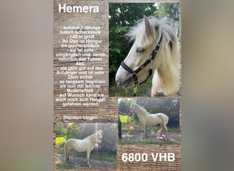 Pony Islandese, Giumenta, 3 Anni, 142 cm, Palomino