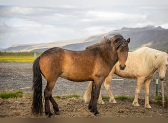 Pony Islandese, Giumenta, 3 Anni, Baio ciliegia