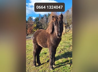 Pony Islandese, Giumenta, 3 Anni