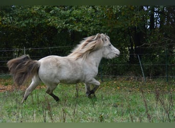 Pony Islandese, Giumenta, 3 Anni