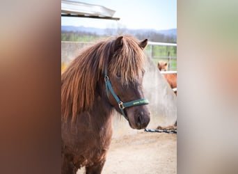 Pony Islandese, Giumenta, 3 Anni, Morello