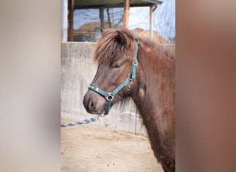 Pony Islandese, Giumenta, 3 Anni, Morello