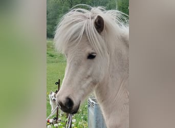 Pony Islandese, Giumenta, 3 Anni, Palomino