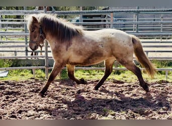 Pony Islandese, Giumenta, 3 Anni, Roano rosso