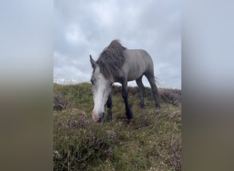 Pony Islandese, Giumenta, 4 Anni, 132 cm, Grigio ferro