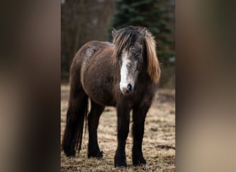 Pony Islandese, Giumenta, 4 Anni, 132 cm, Grigio ferro