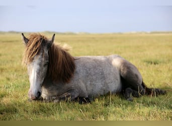 Pony Islandese, Giumenta, 4 Anni, 132 cm, Grigio ferro