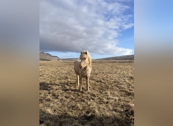 Pony Islandese, Giumenta, 4 Anni, 132 cm, Palomino