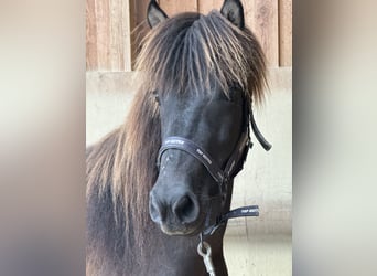 Pony Islandese, Giumenta, 4 Anni, 134 cm, Morello